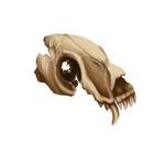 Timeworn Skull by Matriarchs-Haunt