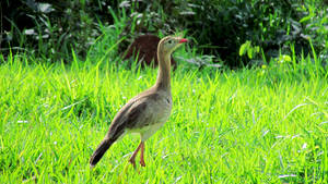 Brazilian Bird Seriema