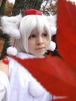 Fall, leaves and a Momiji