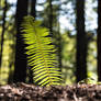 Solitary Fern