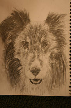 Collie Dog