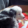 Australian Shepherd Puppy