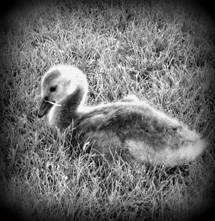 duck, duck, GOSLING??