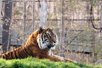 Sumatran Tiger