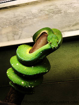 Green Tree Python