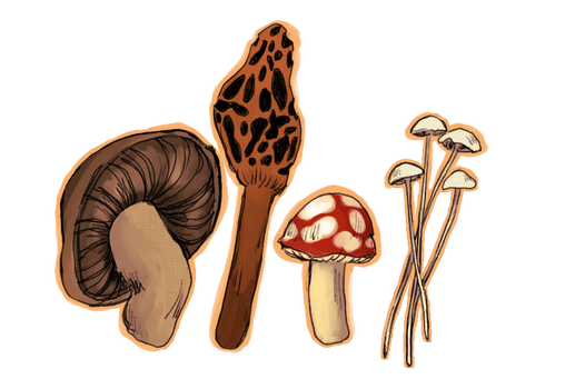 Shrooms