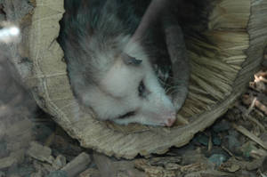 Virginia Possum