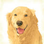 Golden retriever