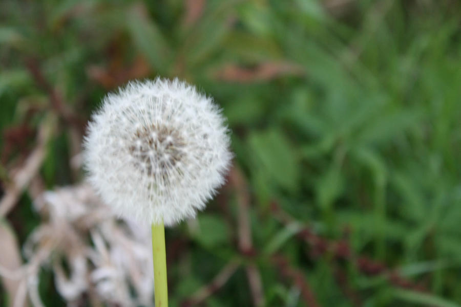 Puff flower.