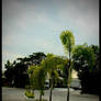 Tree in a Vacant Parking Lot