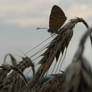 Lonely butterfly