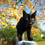 Kitka