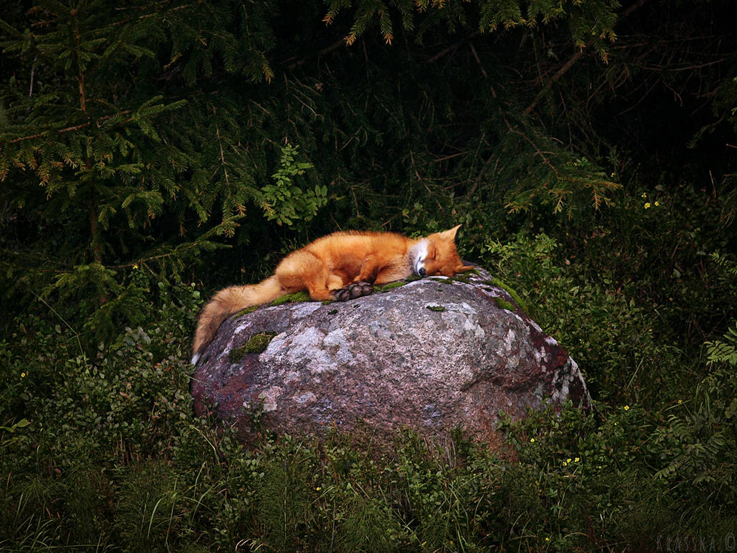 Sleeping Fox