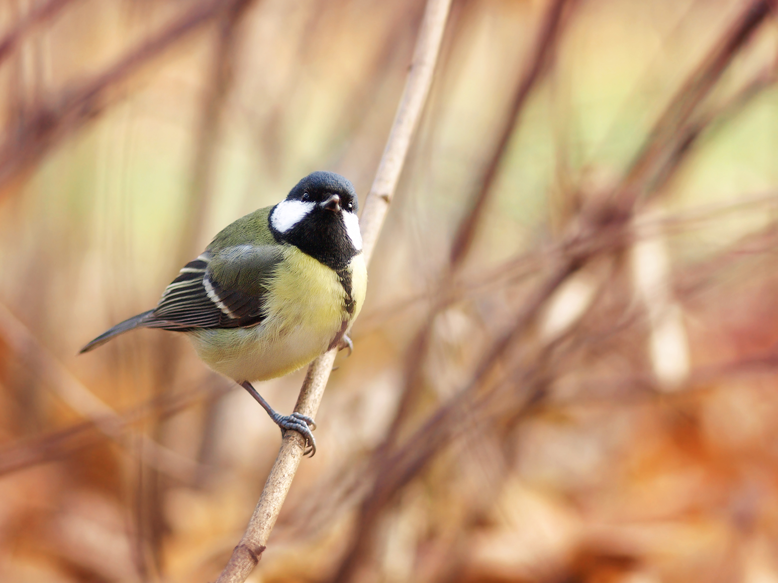 Parus major 2