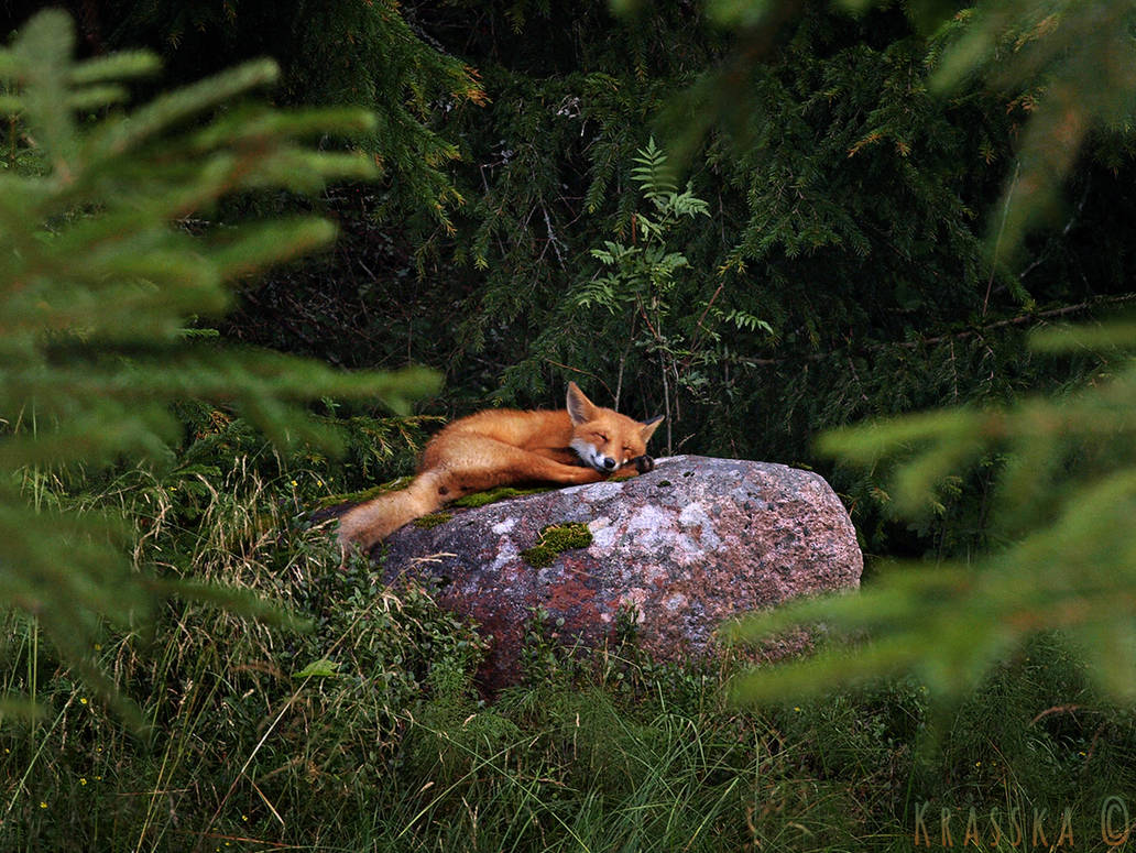 Sleeping Fox 2 by Krasska