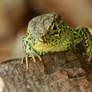 Sand Lizard - male 2