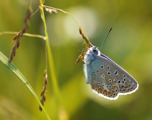 Polyommatus icarus 2