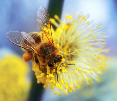 Honey bee 2