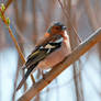 Chaffinch