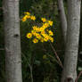 Blooming in the darkness