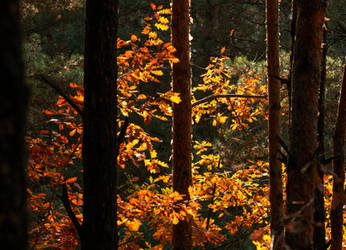 Amber tree