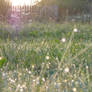 Morning Dew