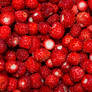 Fragaria