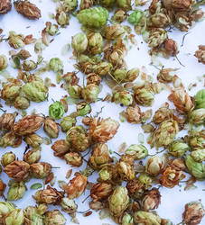 Humulus