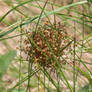 Young Spiders