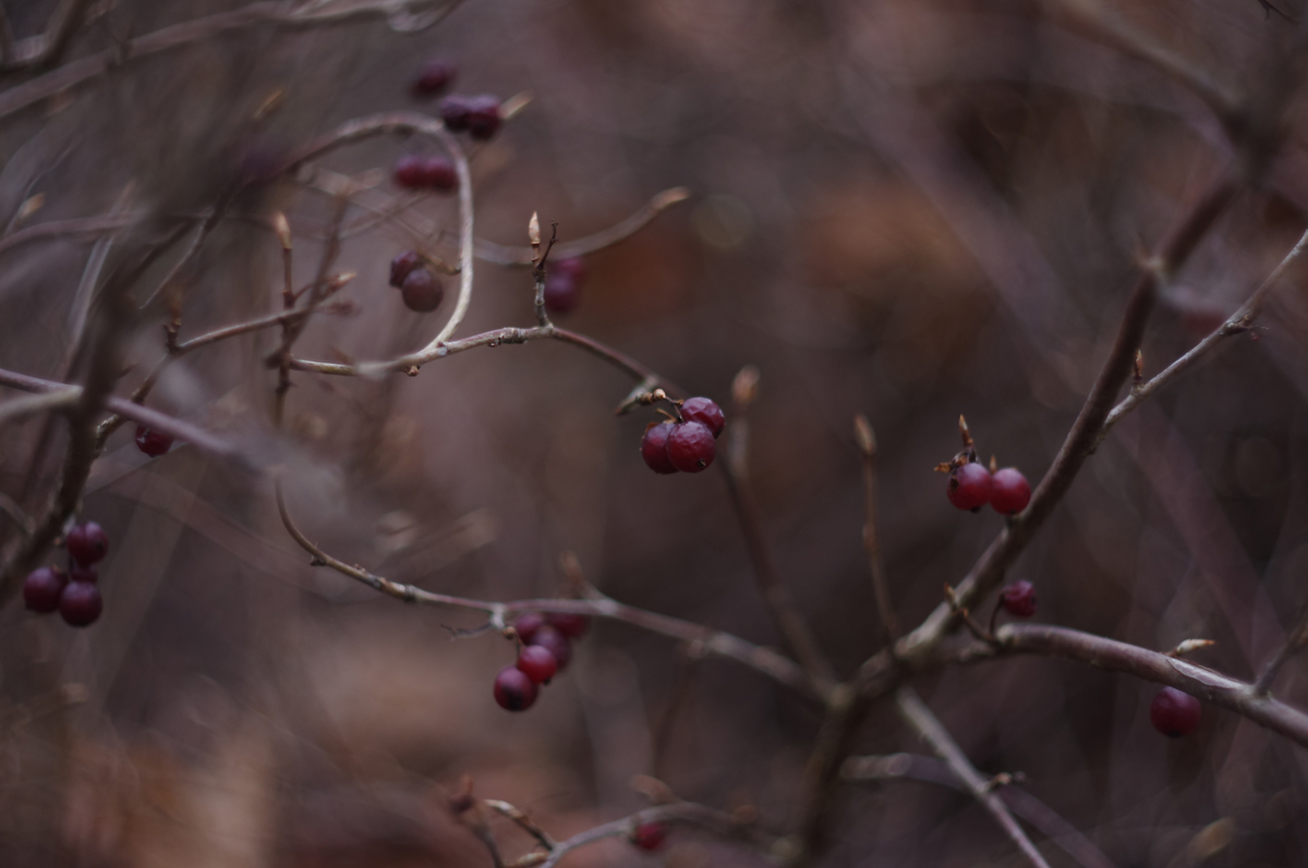 Berries