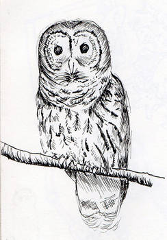 Little Owl