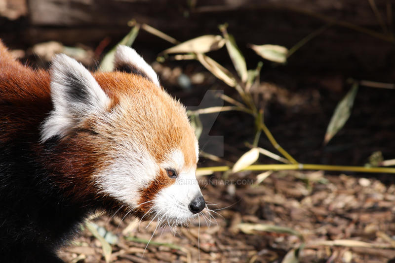 Red Panda