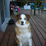 Buddie on the porch