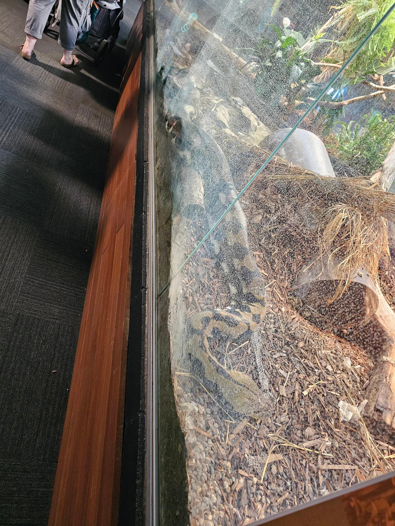 Python Constriction Deviantart Realistic Python by AlanPegler on DeviantArt