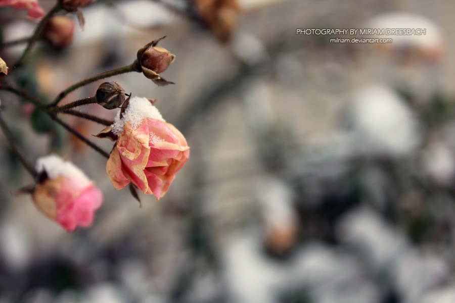 Winter Rose