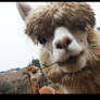 Alpaca eating