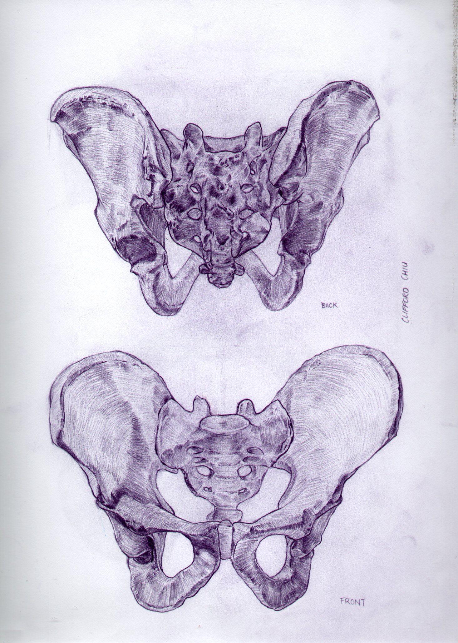 Pelvis - Back and Front