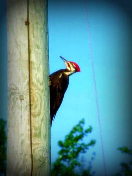 Pileated woodpecker