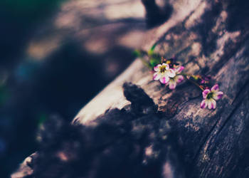nature in my garden by LittleFlair