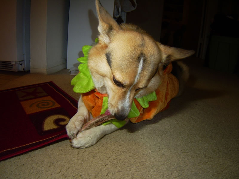 Hugo in costume chewing bone 2