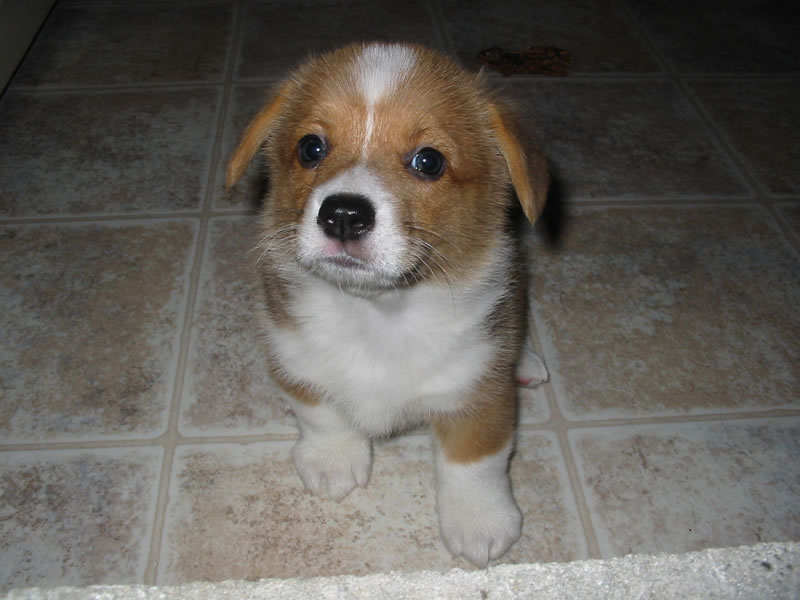 Baby Corgi 1