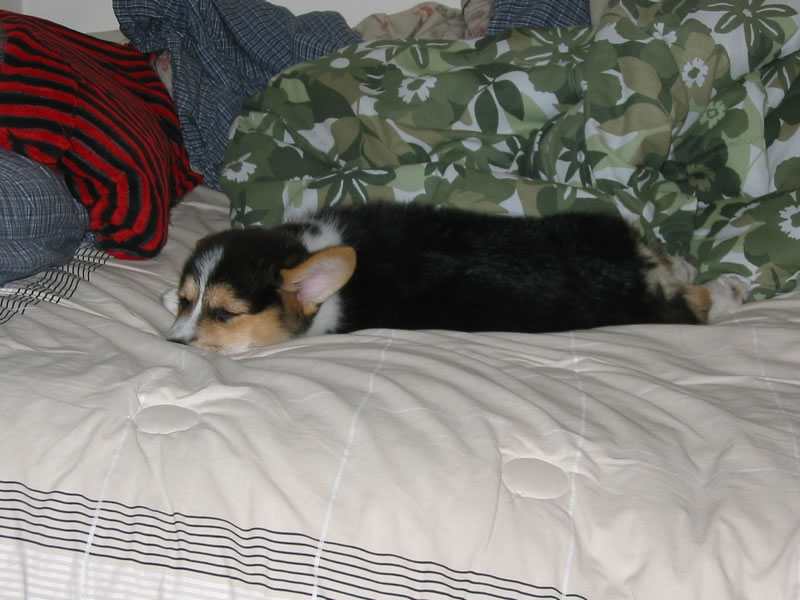 Corgi Puppy 3