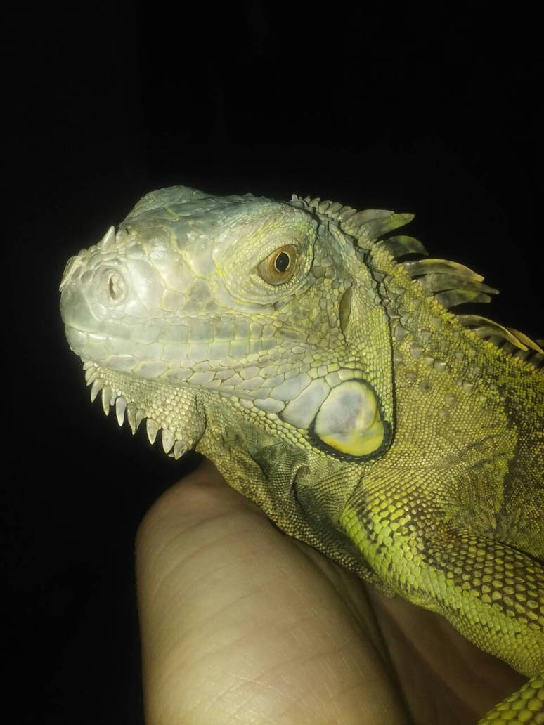 iggy by dameonsangeli on DeviantArt