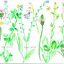 FlowerStudy -summer wild flowers-