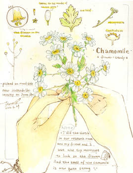 #daily082 flower study=chamomile=