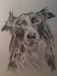 Collie in Charcoal