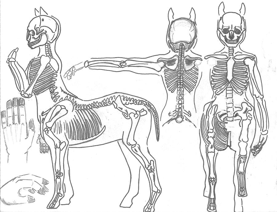 Centaur Anatomy _ Skeleton by JEDI-Sheng on DeviantArt