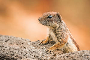 The Barbary Ground Squirrel