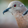 eurasian collared dove