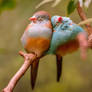 Birds in Love